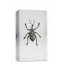 Orange Onions Real Bugs and Real Bugs Collector Cases: 50% off