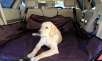 Cargo Space Protector For Pets