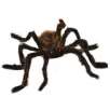 Totally Ghoul 50" Giant Posable Spider (Various Colors)