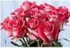 2-Dozen Whole Trade Roses (In-store only)