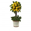 South Street Loft 32" Lemon Tree
