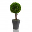 Scott Living Luxe Natural Preserved Boxwood Topiary