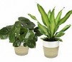 Lowes: Up to 40% Off Select House Plants and Succulents