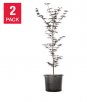 Costco Members: 2-pk Bloodgood Japanese Maple 4-5ft