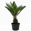 Lowes - Costa Farms Live House Plants Sale with up to 55% off