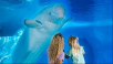 SeaWorld 60th Anniversary Special Offer: Orlando (or San Diego or San Antonio) Single Any Day Ticket