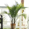 Majesty Palm in 1.94-Gallon (s) Pot