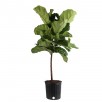 Lowes - Plants, Bulbs & Seeds Sale with Up to 50% off: Costa Farms Fiddle Leaf Fig House Plant in 10-in Pot $29.83, More
