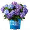 Endless Summer 1 Gal. BloomStruck Reblooming Hydrangea Flowering Shrub, Blue or Purple Flowers