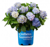 Home Depot:20-30%Off Select Landscaping Pavers,Pebbles and Plants:1 Gal. Hydrangea Shrub $21.97,More