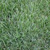 Home Depot - Up to 30% off Select Live Goods: Harmony 500 sq. ft. Bluegrass Sod (1-Pallet) $449, More