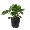 Lowes - Costa Farms House Plants: Monstera Deliciosa House Plant in 9.25" Pot for $17.49 & More