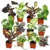 12-Pk ALTMAN PLANTS Easy Live House Plants, 2 in. Grower Pots, Popular Indoor Plants, Approx. 4 - 8 in. Tall