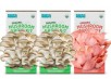 3-Pack Back to the Roots Organic Mushroom Grow Kit