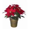 20" Silk Red Poinsettla In Ceramic Pot