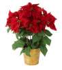 Best Value Large Potted Poinsettia 2 for $20