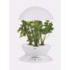 Aerogarden Indoor Garden 