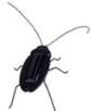 Solar Powered Cockroach Robot(Black)